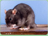 rat control St Ives Cornwall